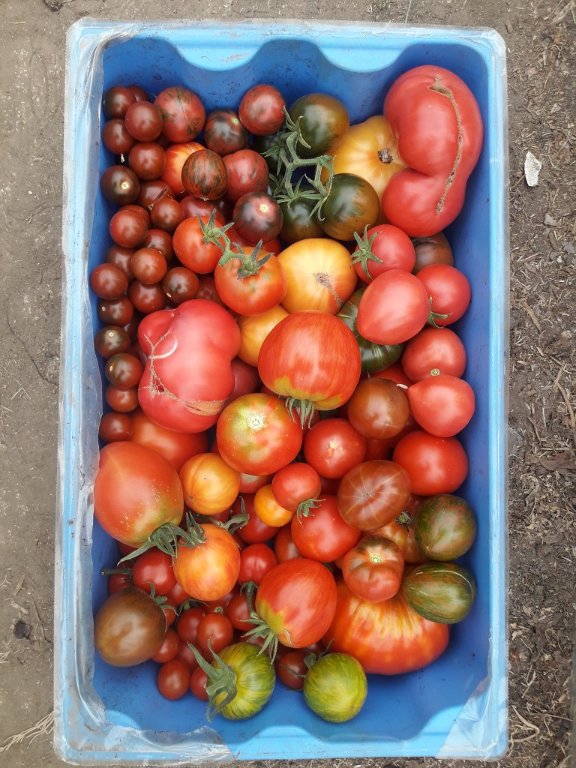 210915 récolte de tomates du jour.jpg