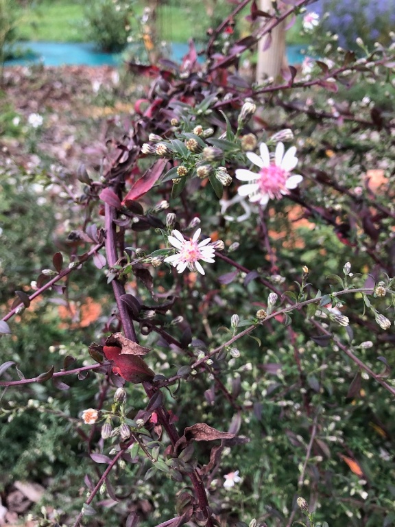 IMG_3879.jpeg
