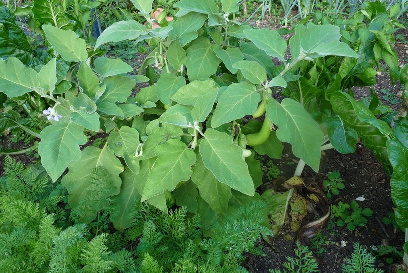 P1050077-ConvertImage.jpg