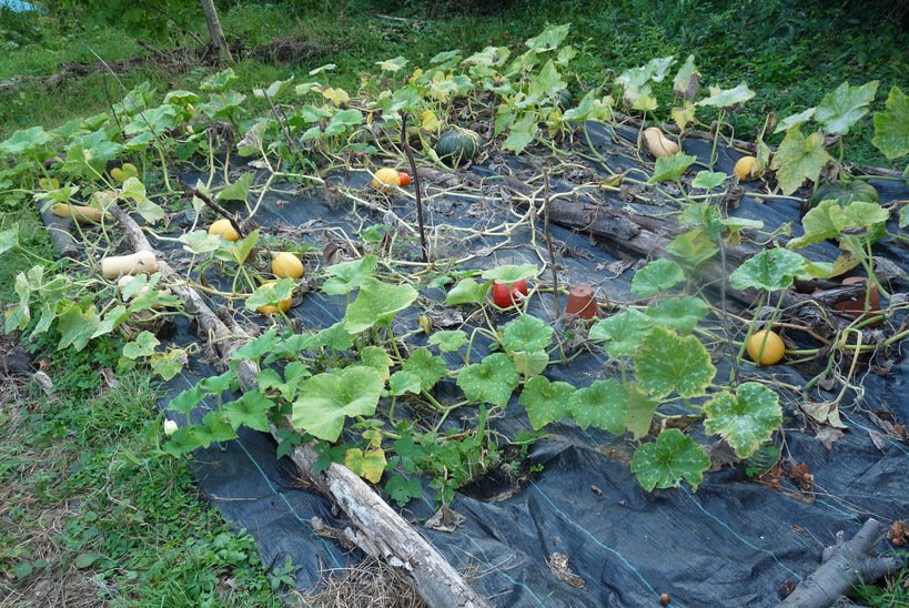 P1050086-ConvertImage.jpg