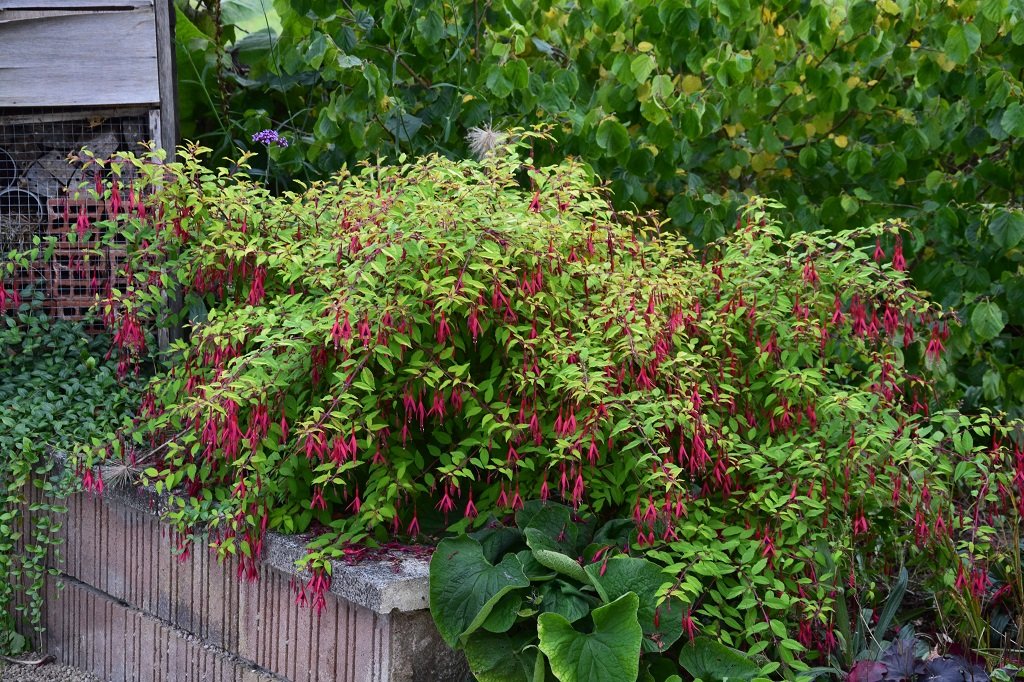 DSC_0188.JPG