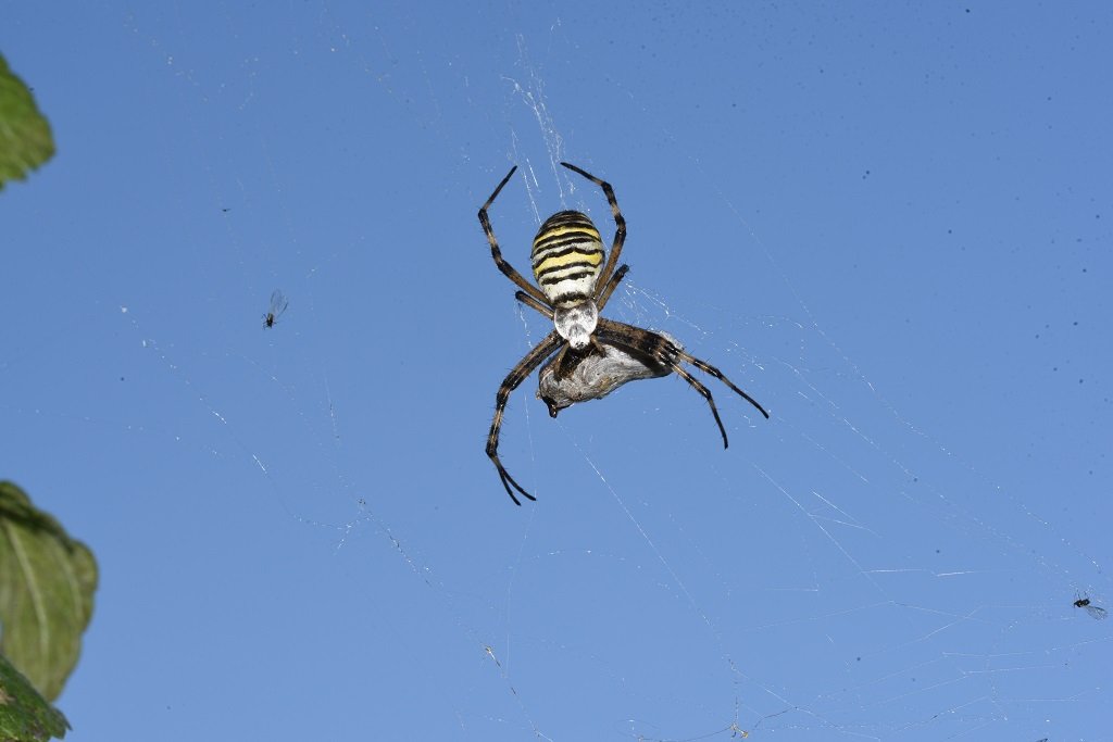 DSC_4873.JPG