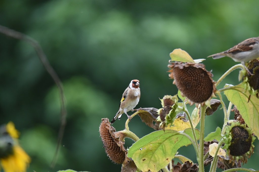 DSC_6654.JPG