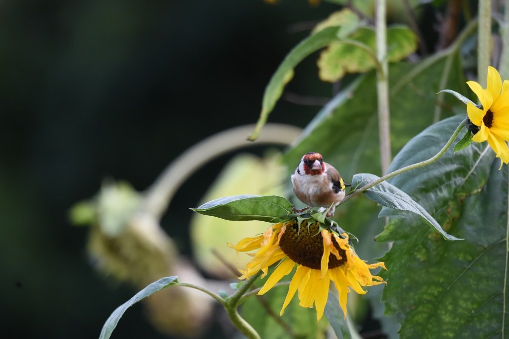 DSC_6676.JPG
