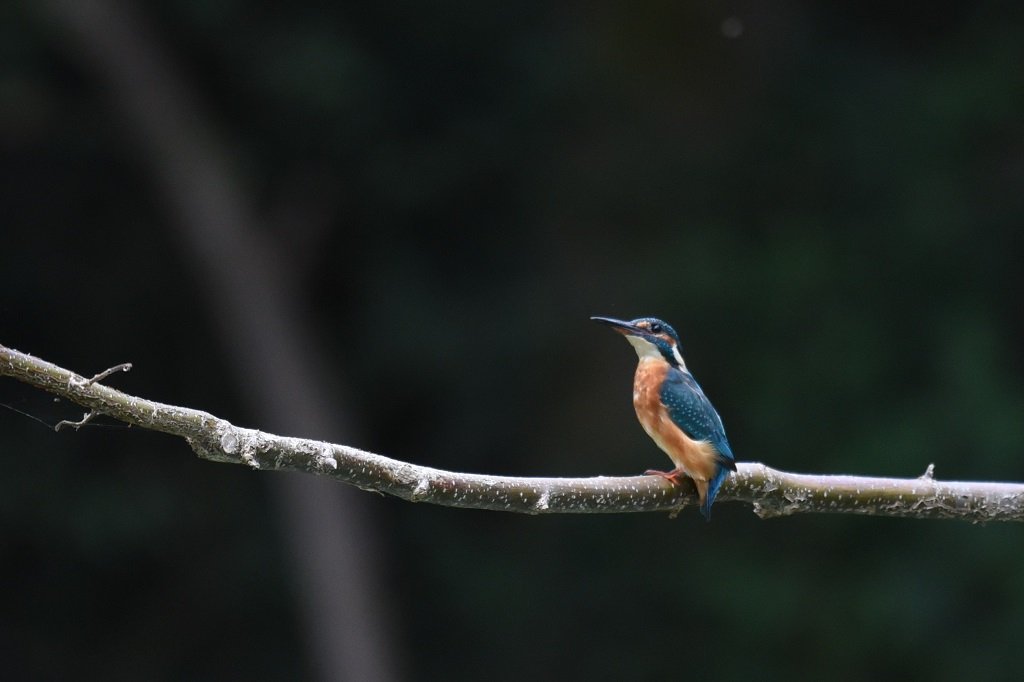 DSC_6726.JPG