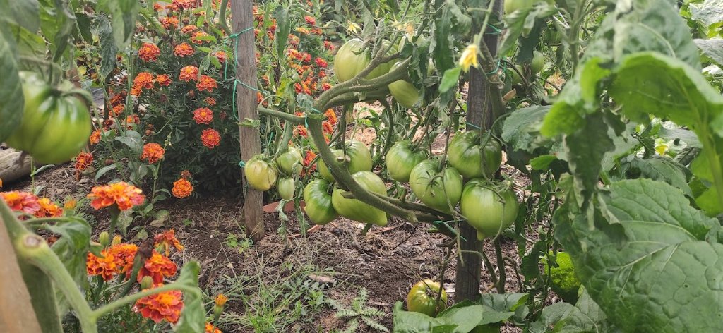 tomates2.jpg