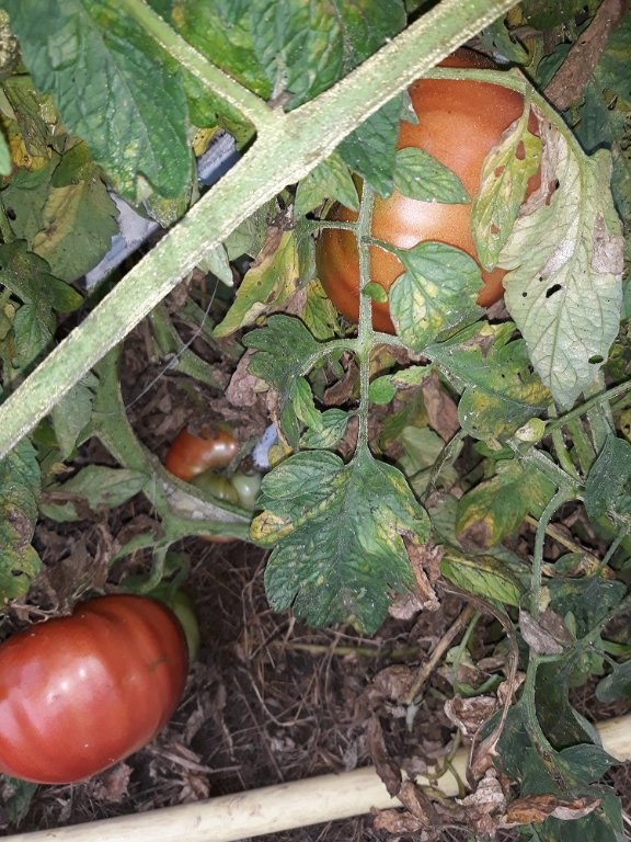 tomates 20-9-21.jpg