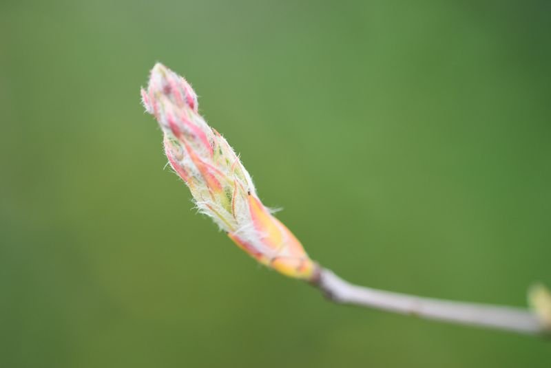 DSC_0860_800.jpg