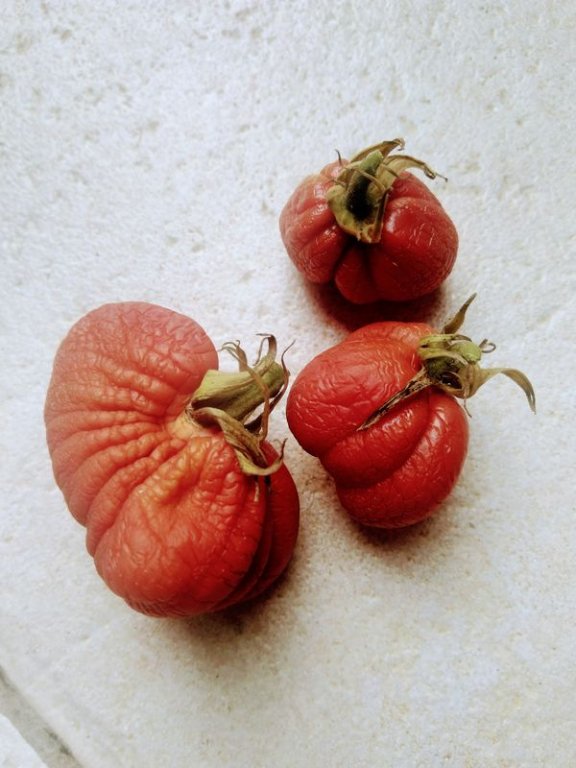 tomates frippées.jpg