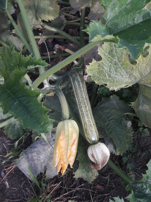 210921 courgettes.jpg