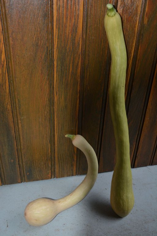 DSC_9559 Tromba Albenga (perso).jpg