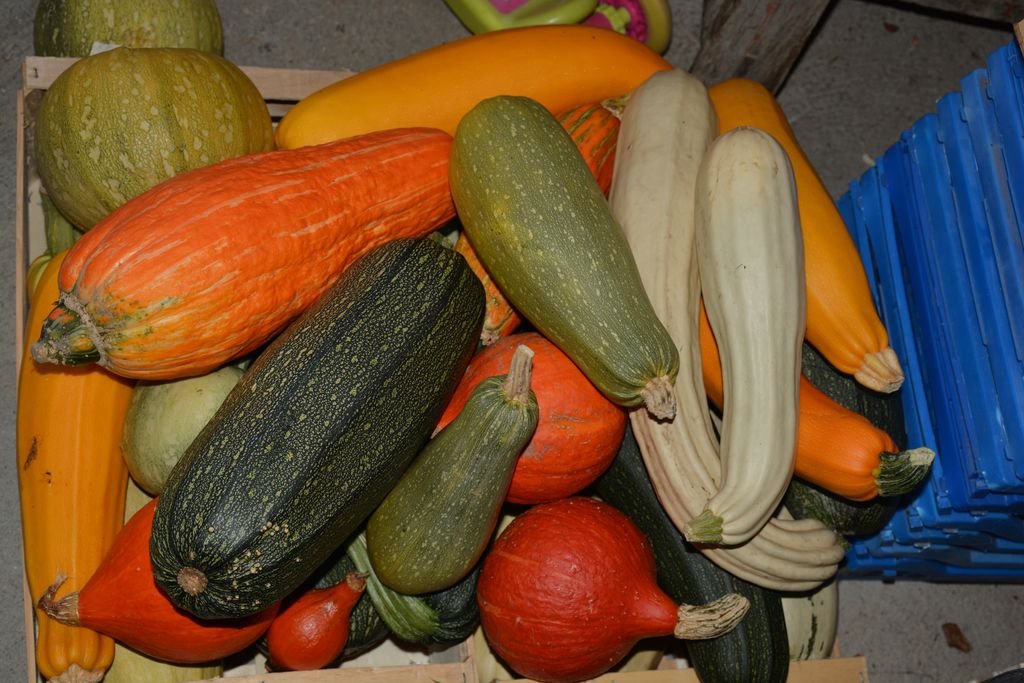 DSC_9563 Courges (Gete) et Courgettes (perso).jpg