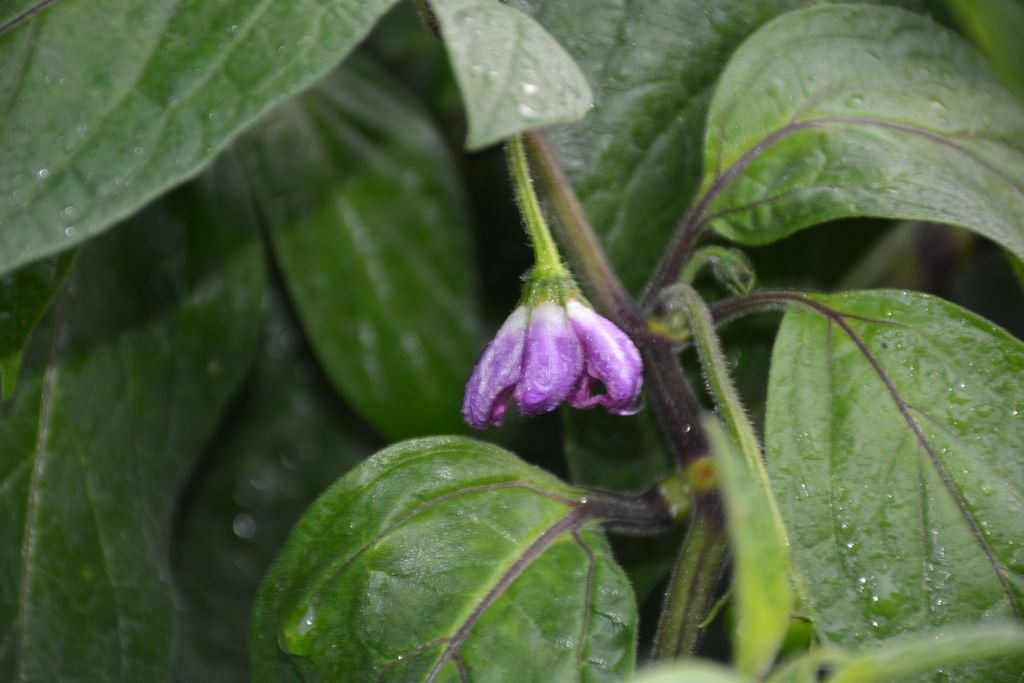 DSC_9548 Giant Rocoto (perso).jpg