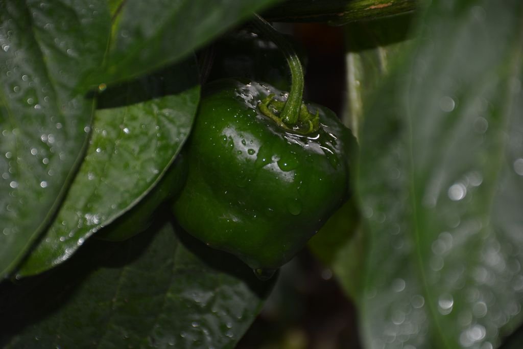 DSC_9549 Giant Rocoto (perso).jpg