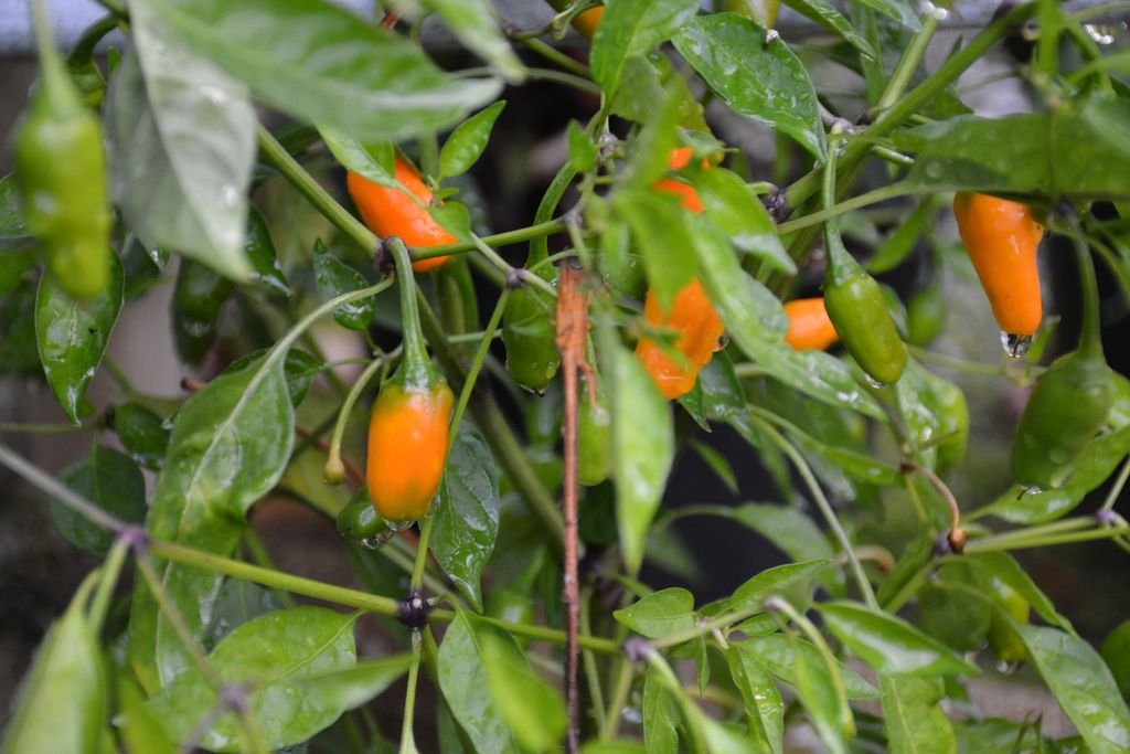 DSC_9556 Tabasco Short Yellow (perso).jpg