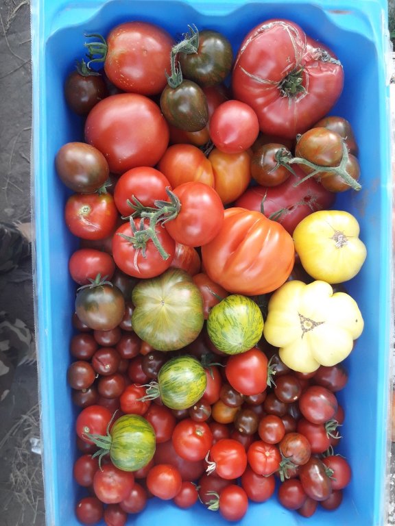 210928 récolte de tomates du jour.jpg