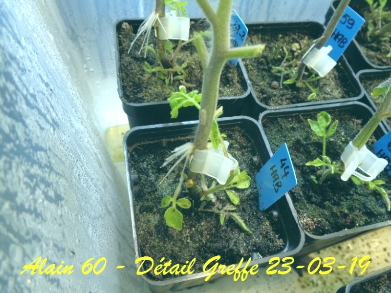 Détail Greffe +.JPG
