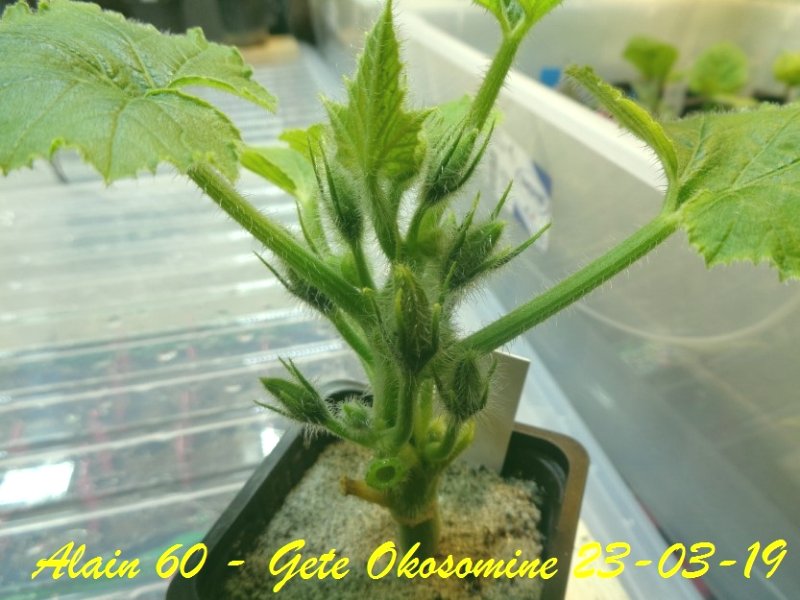 Gete Okosomin +.JPG