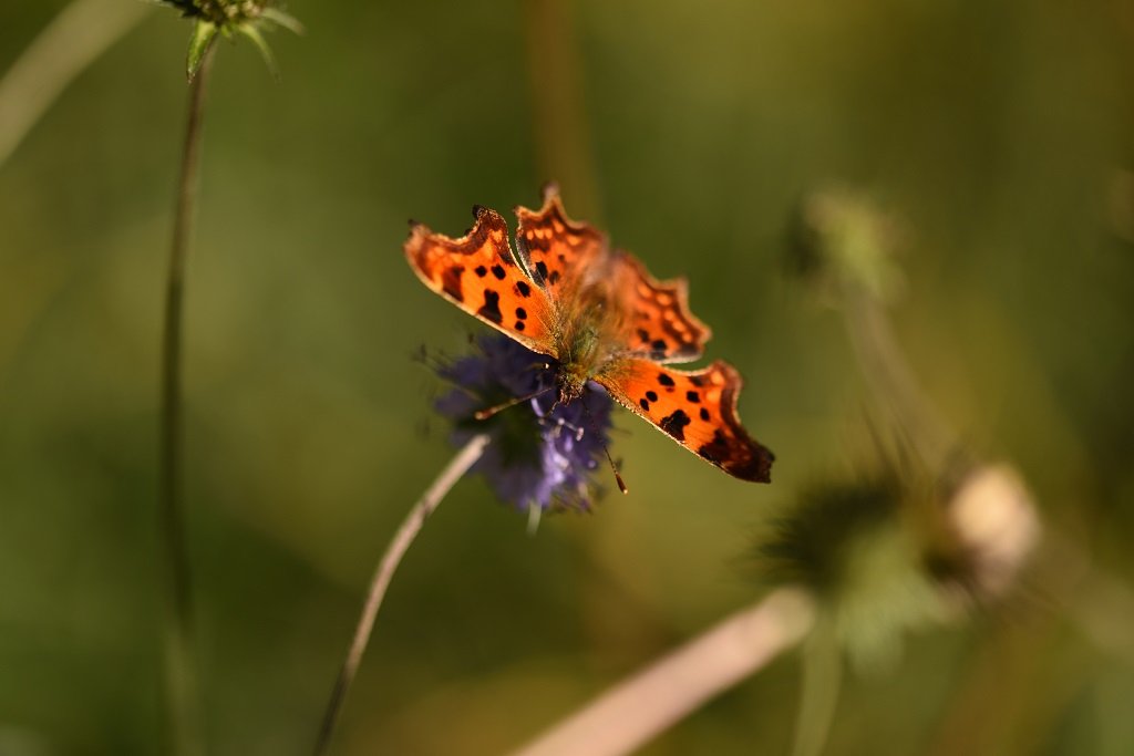 DSC_5290.JPG