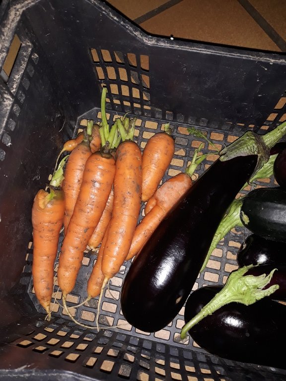 carottes 5-10-21.jpg