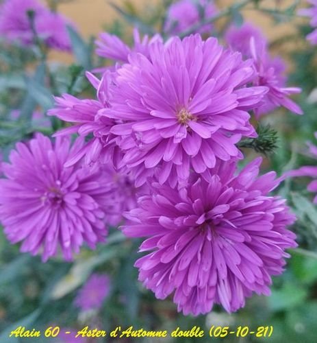 Aster d'automne double détail.jpg