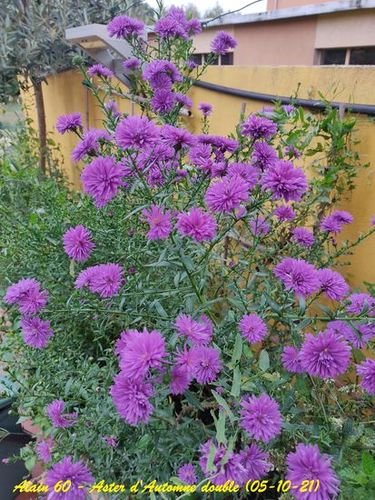 Aster d'automne double.jpg