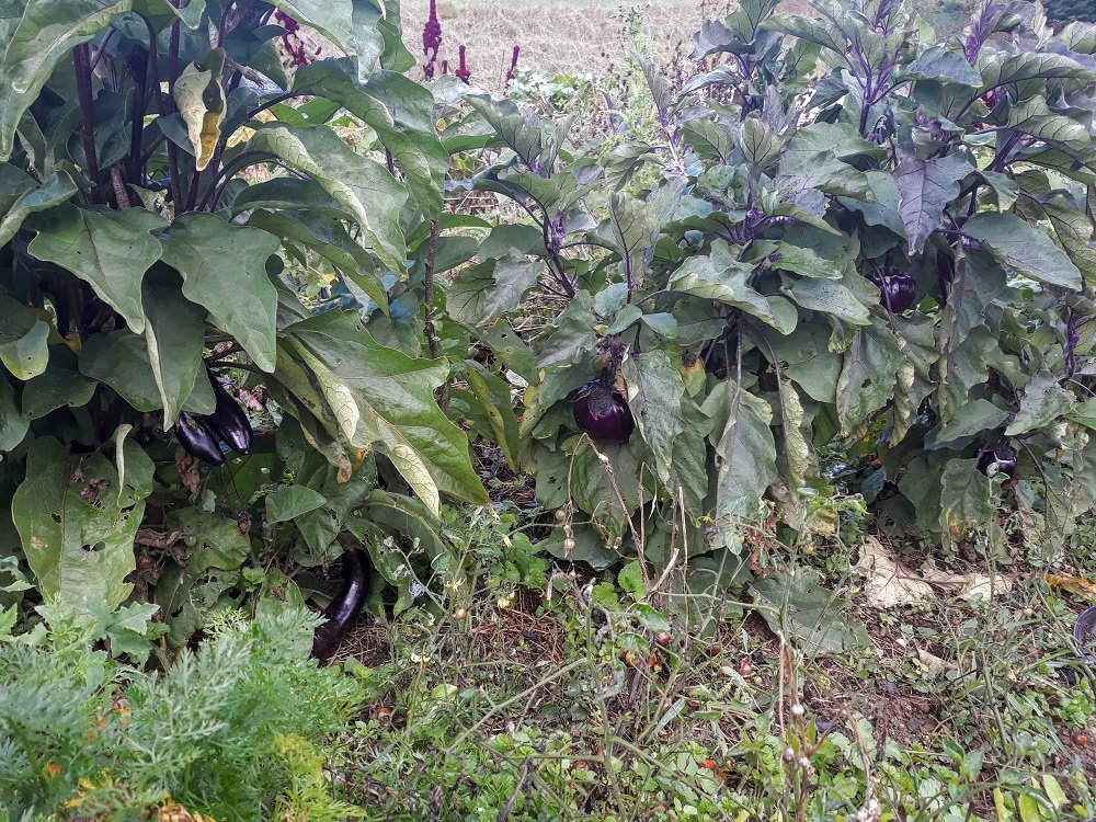 aubergines 7-10-2021.jpg