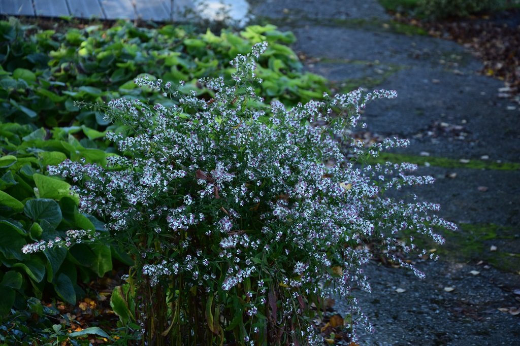 DSC_0482.JPG