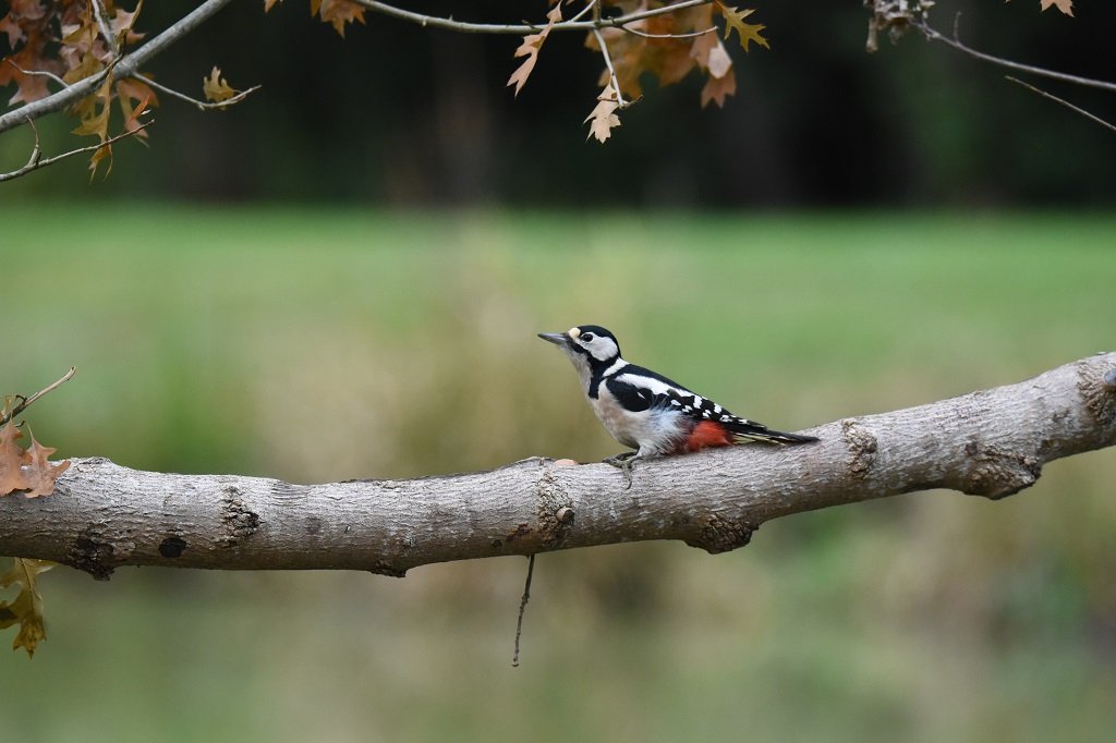 DSC_8692.JPG