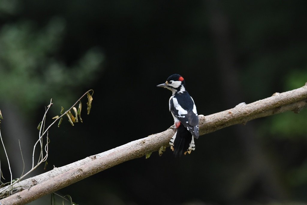 DSC_8695 - Copie.JPG