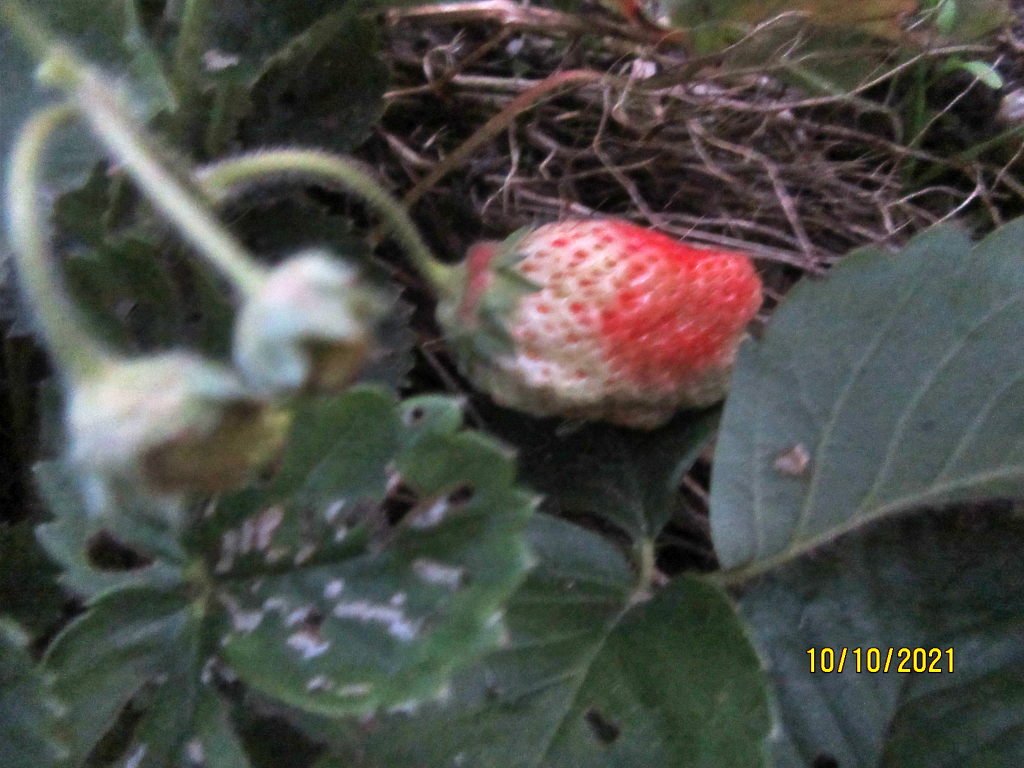 fraise10oct.jpeg