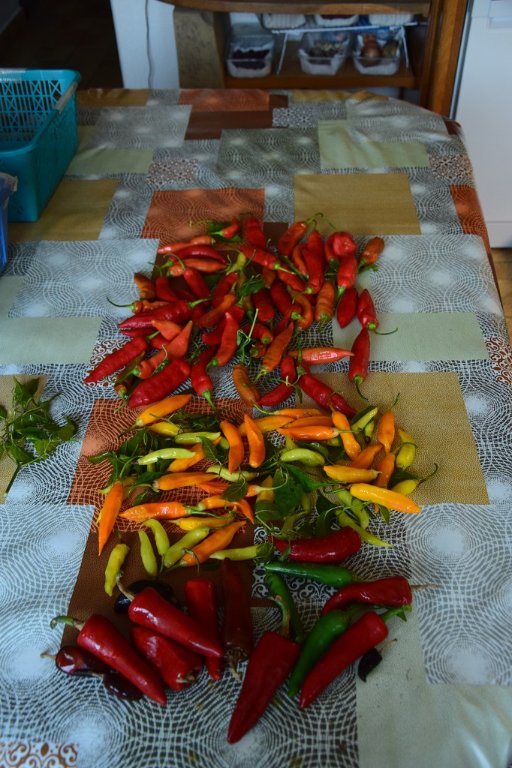 DSC_0524.JPG