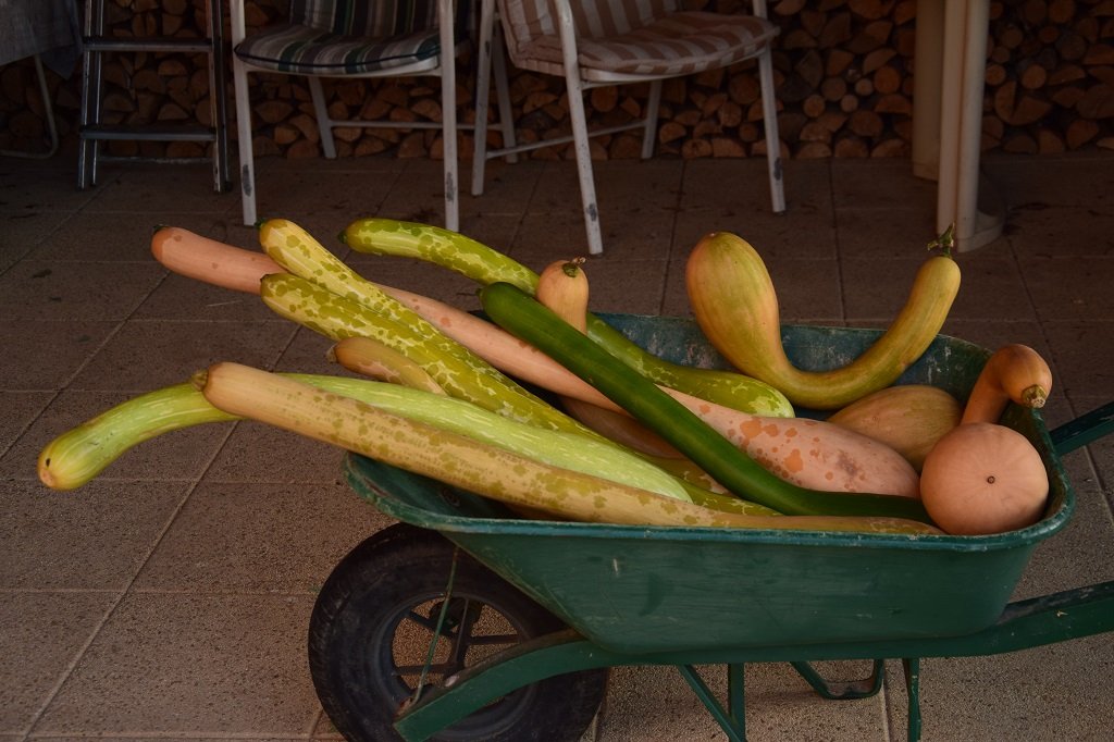 DSC_0525.JPG