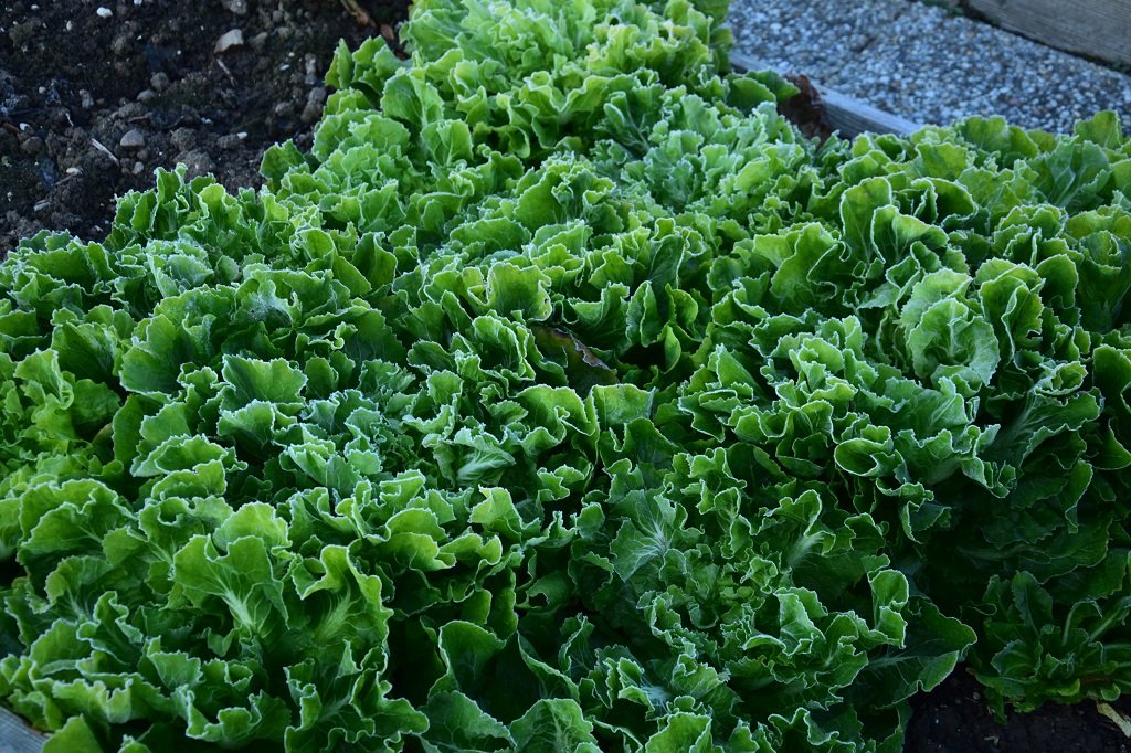 DSC_0534.JPG