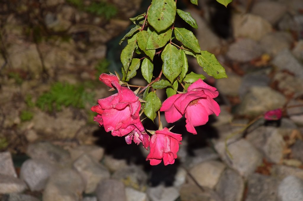 DSC_0575.JPG