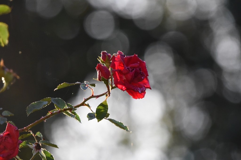 DSC_0392.JPG