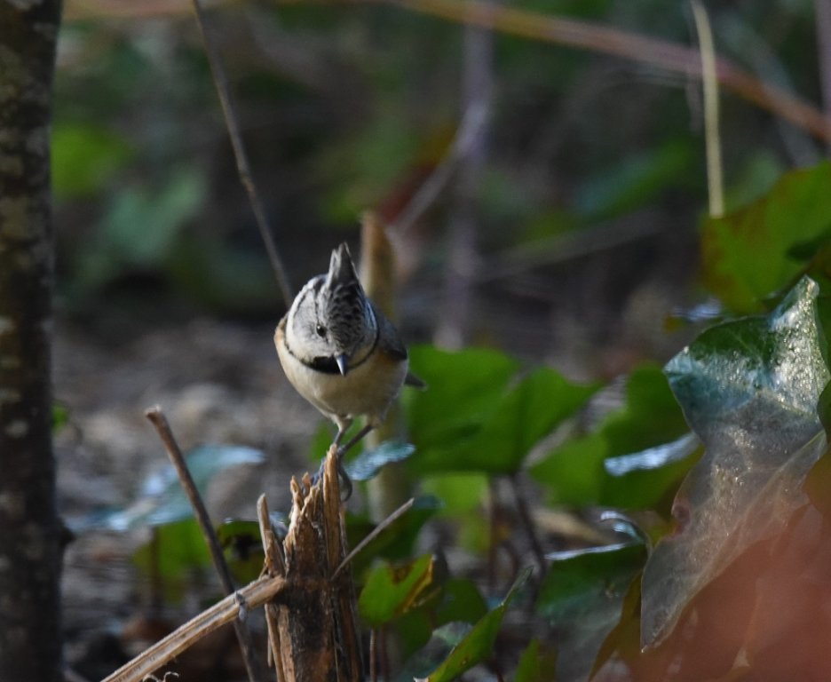 DSC_0399.JPG