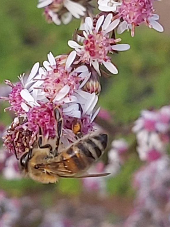 211016 fleur et abeille.jpg