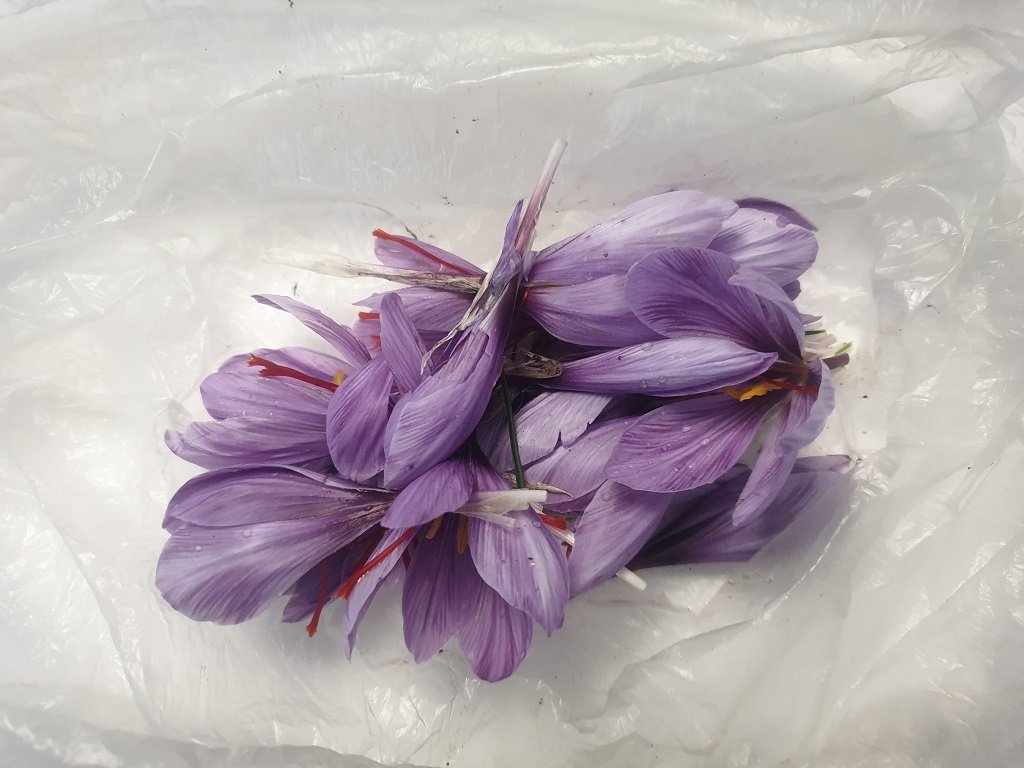 211018 récolte de fleurs de safran du jour.jpg
