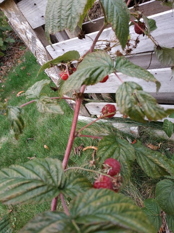IMG_20211020_171135.jpg