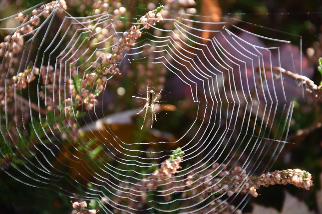 DSC_0769.JPG