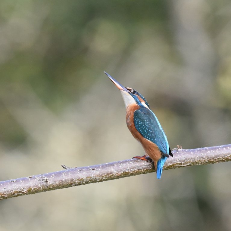 DSC_0690.JPG