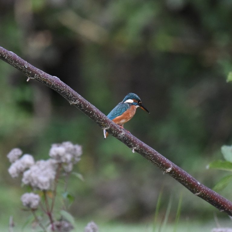 DSC_0838.JPG