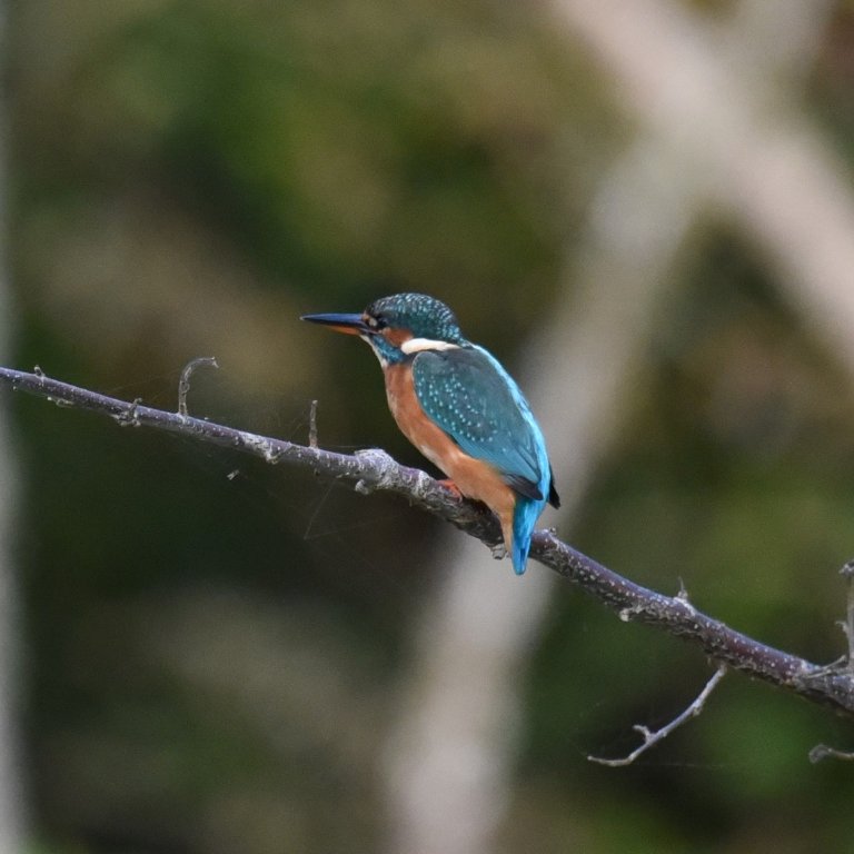 DSC_0847.JPG
