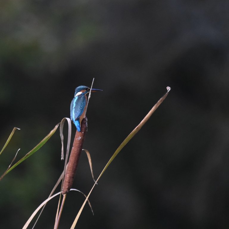 DSC_0854.JPG