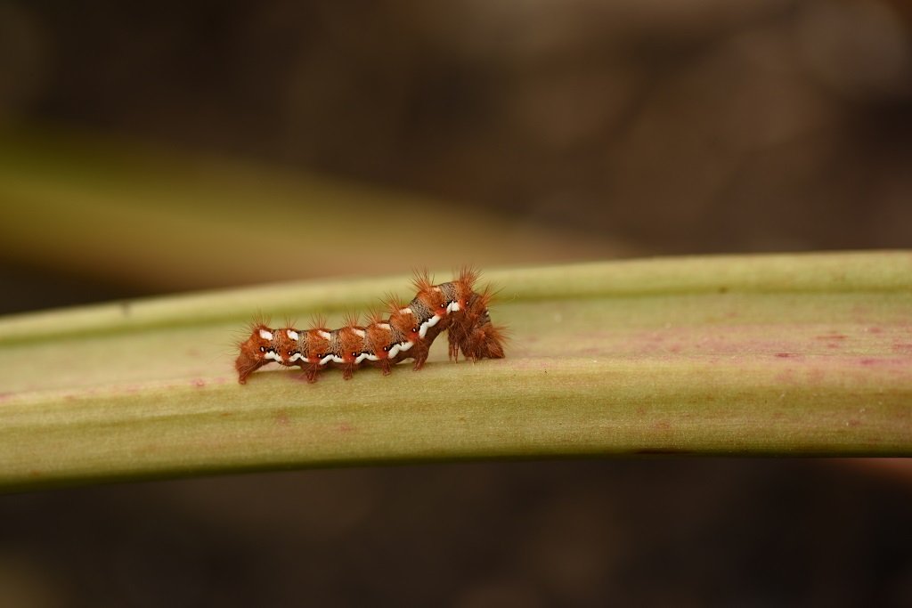 DSC_5323.JPG