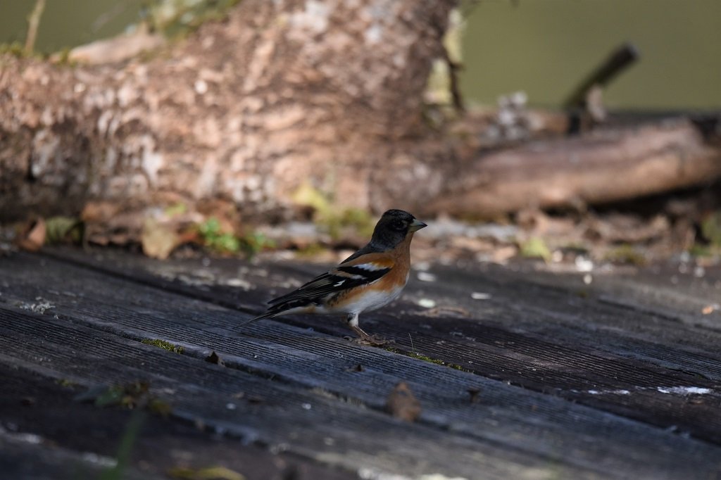 DSC_2436.JPG
