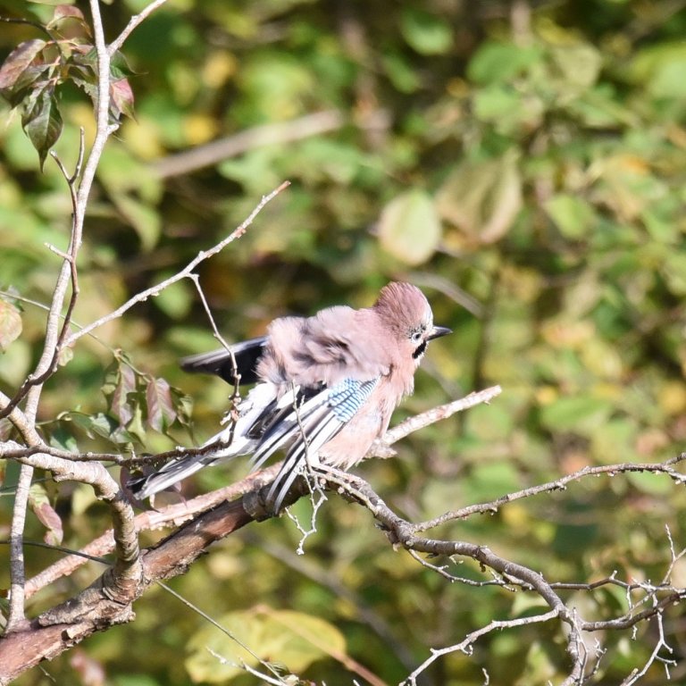 DSC_2707.JPG