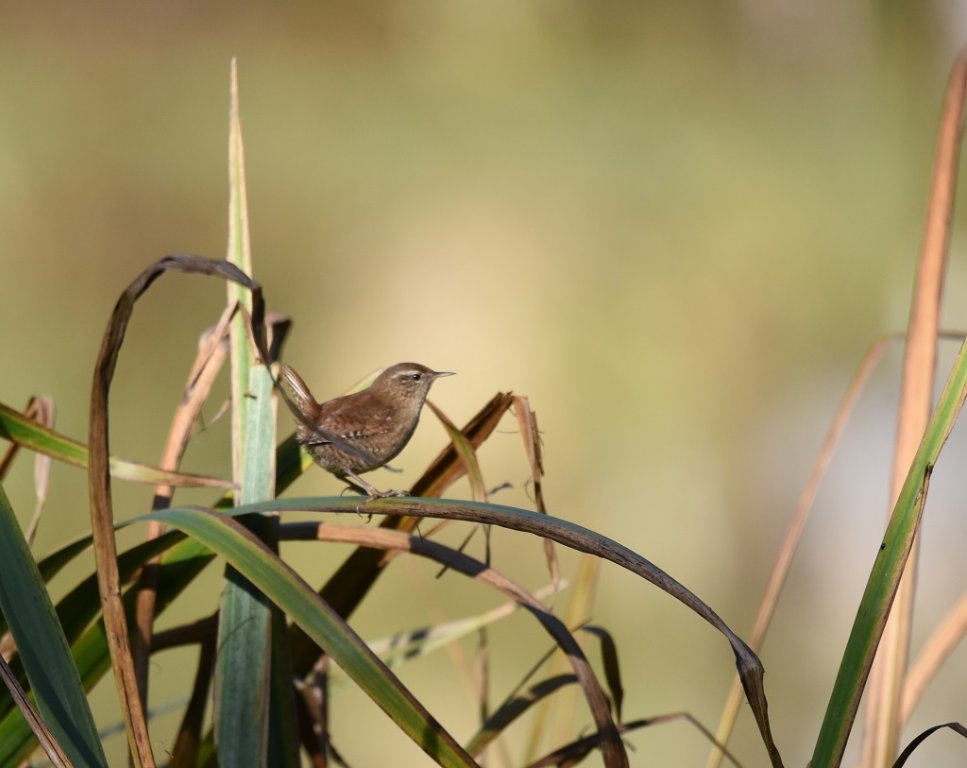 DSC_2306.JPG