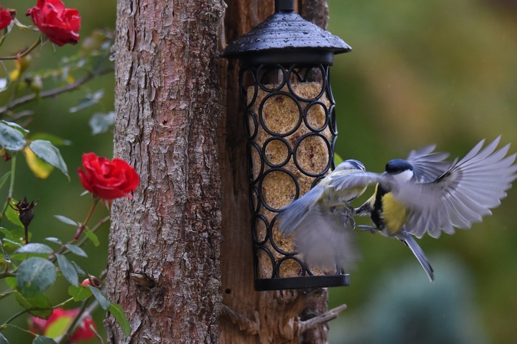 DSC_2938.JPG